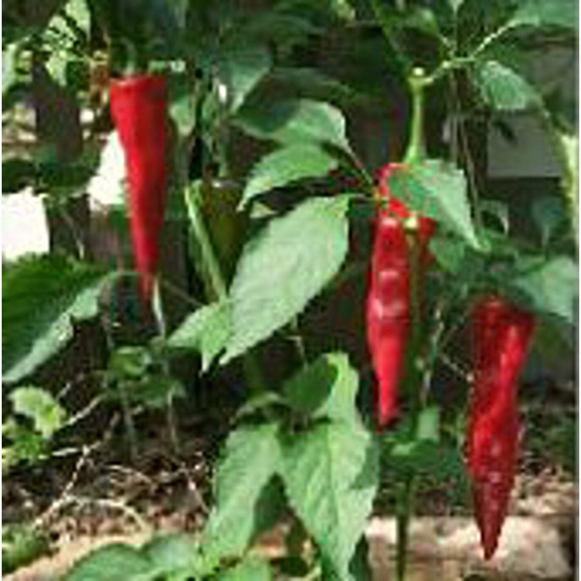 Guajillo (pepper Capsicum annuum New Mexico heirloom vegetable) for planting in garden